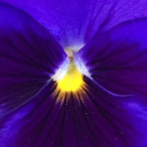 Meet your Posher, Yeşim